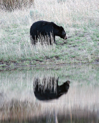 Black Bear Reflection at Phantom Lake.jpg