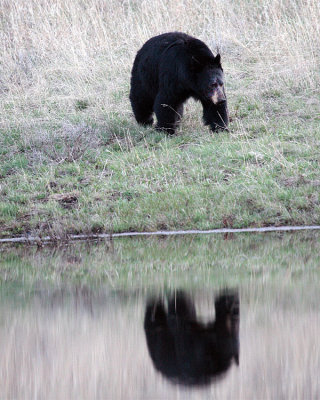 Black Bear Reflection at Phantom Lake 2.jpg