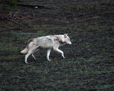 White Wolf at Canyon Junction.jpg