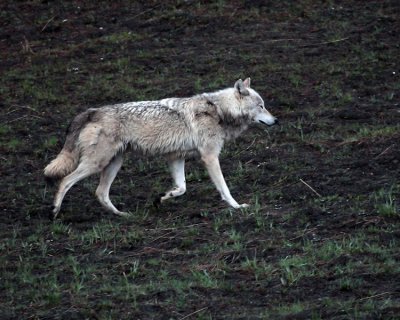 White Wolf at Canyon Junction 2.jpg