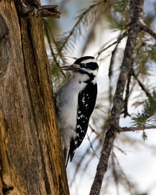 Hairy Woodpecker on the Tree.jpg
