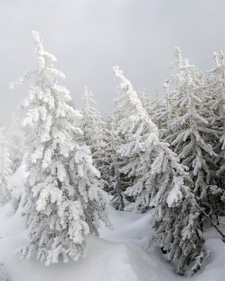 Snowy Trees in the Mist at Norris 2.jpg