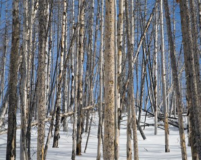 Trees on the Hill at Sedge Bay.jpg