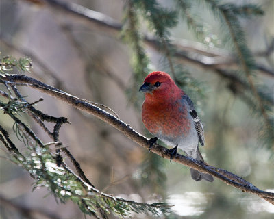 Pine Grosbeak.jpg