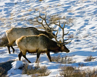 Two Elk in the Snow.jpg