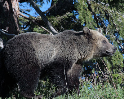 Grizzly on the hill looking forward 2.jpg