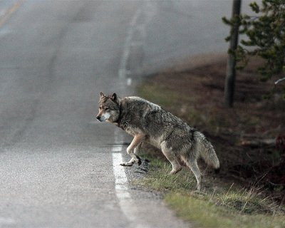Wolf About to Cross the Road at Nymph Lake.jpg