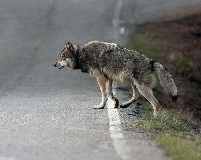 Wolf Crossing the Road at Nymph Lake.jpg