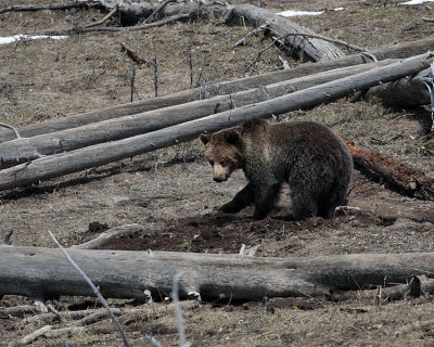 Grizzly in the Logs.jpg
