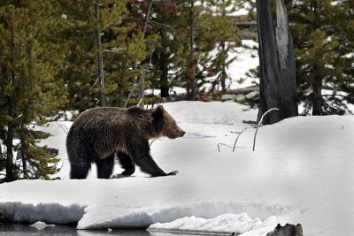 Grizzly on the Snow by the Stream.jpg