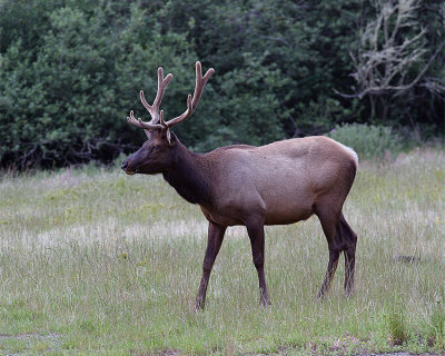 California Elk in the grass.jpg