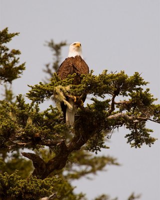 Bald Eagle in a Tree.jpg
