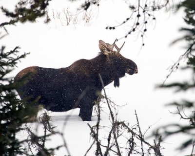 Bull Moose in the Snowstorm at Silver Gate.jpg