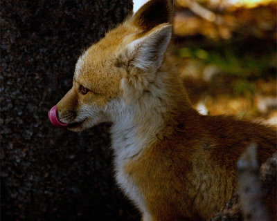 Fox Kit Licking his Lips.jpg