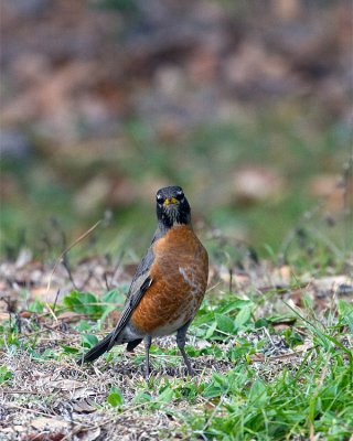 Robin at St Paul.jpg