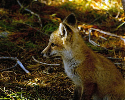 Kit Fox in the Shade.jpg