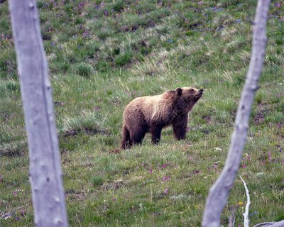 Grizzly on Mt Washburn in the Wildflowers.jpg