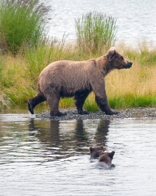 Momma Bear with Cubs Swimming Towards Her.jpg