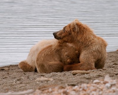 Grizzly Momma on the beach with Cubs Sleeping.jpg