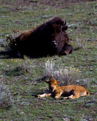 Bison Calf with Mommy.jpg