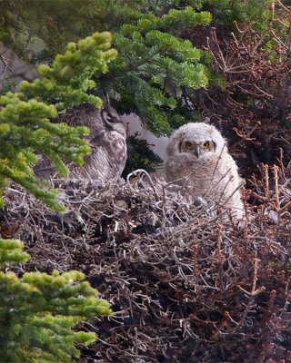 Great Horned Owl Chick on Moose Wilson Rd.jpg