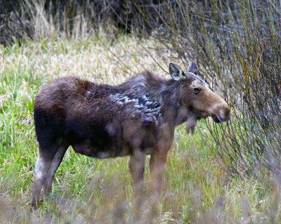 Moose in Grand Teton.jpg
