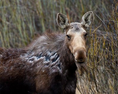 Moose in Grand Teton Closeup.jpg