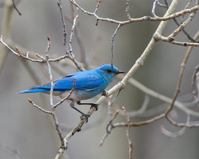 Mountain Bluebird on the Two Oceans Lake Trail in Grand Teton.jpg