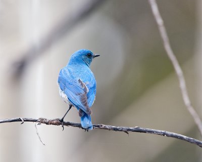 Mountain Bluebird on the Two Oceans Lake Trail in Grand Teton from Rear.jpg