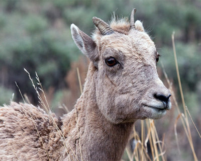 Bighorn Sheep.jpg