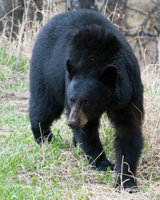 Black Bear at Hellroaring Picnic Area Vertical.jpg