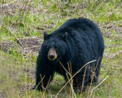 Black Bear Near Phantom Lake.jpg