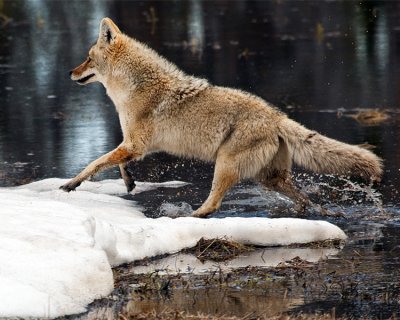 Coyote Running Across the Marsh Near Canyon Junction.jpg