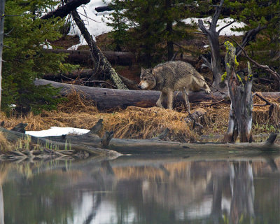 Grey Wolf Climbing Over a Log at North Twin Lake.jpg
