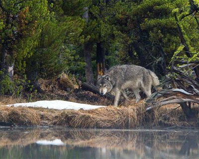 Grey Wolf Stalking Through the Trees at North Twin Lake.jpg