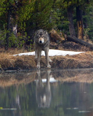 Grey Wolf Reflection at North Twin Lake.jpg