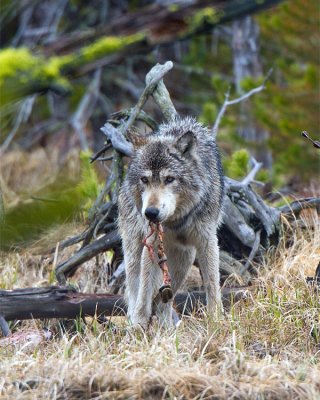 Grey Wolf With a String of Meat in His Mouth at North Twin Lake.jpg
