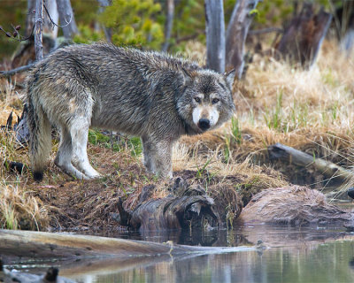 Grey Wolf on the Kill at North Twin Lake.jpg