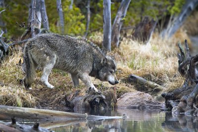 Grey Wolf Feeding on Elk Kill at North Twin Lake.jpg