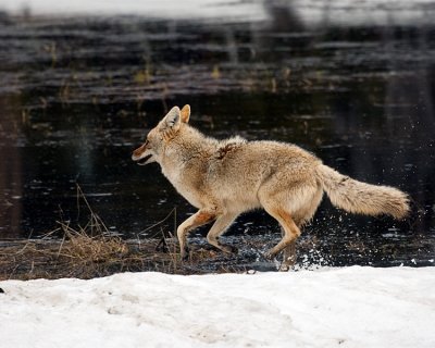 Coyote Running Across the Marsh Near Canyon Junction 2.jpg