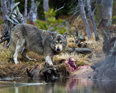 Grey Wolf Licking His Chops at North Twin Lake.jpg