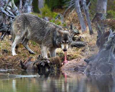 Grey Wolf Tearing a Strip of Meat Off an Elk Carcass at North Twin Lake.jpg