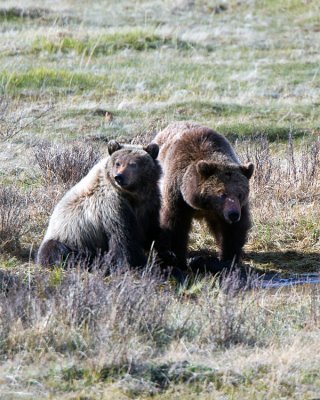 Grizzly Sow with Two Year Old Cub at Blacktail Pond Vertical.jpg