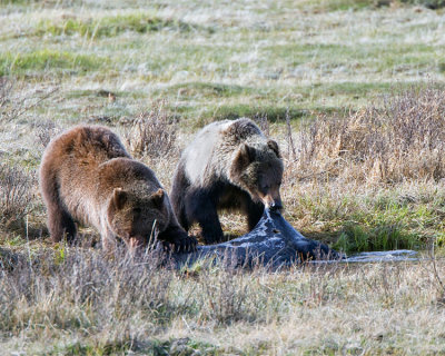 Grizzly Sow with Two Year Old Cub at Blacktail Ponds Feeding on Bison Carcass.jpg