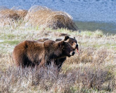 Grizzly Sow with Two Year Old Cub at Blacktail Ponds with String of Meat in Cubs Mouth.jpg