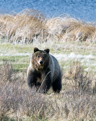 Grizzly Cub at Blacktail Ponds.jpg