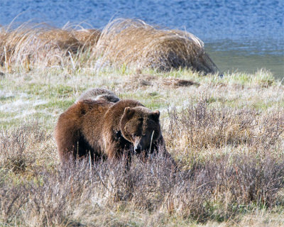 Grizzly Sow at Blacktail Ponds.jpg