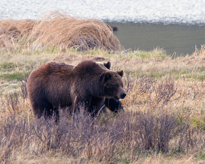 Grizzly Sow at Blacktail Ponds in front of Cub.jpg