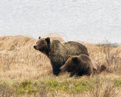 Grizzly Sow with Two Year Old Cub at Blacktail Ponds Mommy Laying Down.jpg