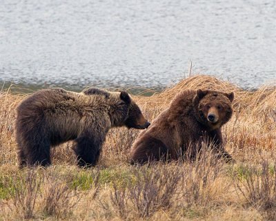Grizzly Sow with Two Year Old Cub at Blacktail Ponds Sitting by the Water.jpg